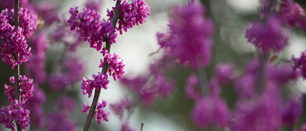 Purple and pink flowers